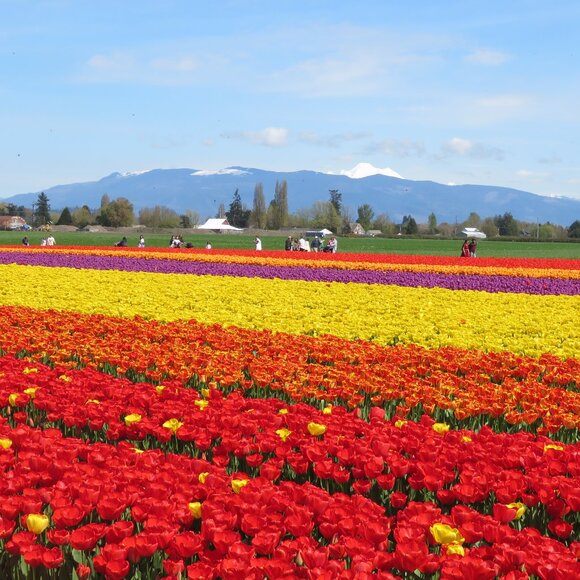 Meet your Posher, Amy - Picture 1 of 1